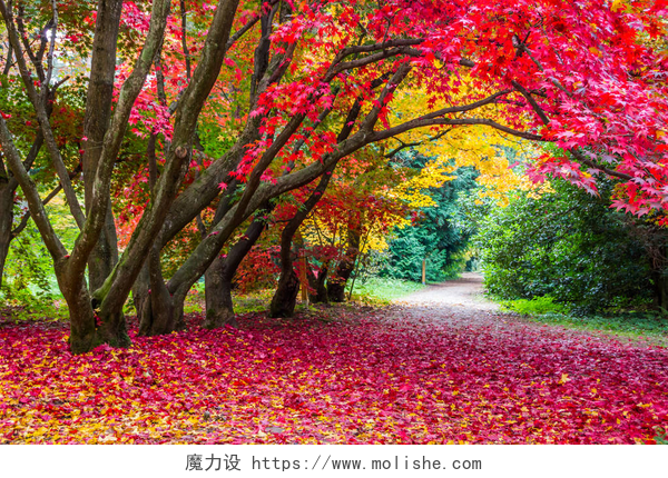 公园的秋天小巷公园的秋天小巷，树叶五彩斑斓